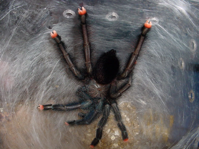 freshly molted Avicularia metallica. beautiful