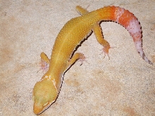 HISS Hybino (HI-BYE-NO)