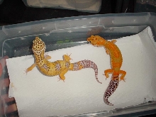 Bell Albino and Hypo Tangerine
