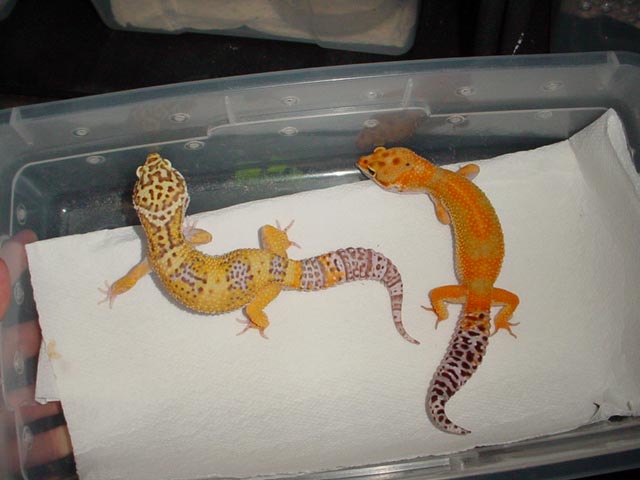 Bell Albino and Hypo Tangerine