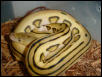My New Baby