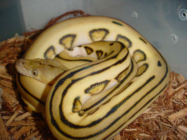 My New Baby