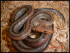 bairdi, caught in val verde county on hwy 277