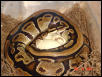 Ball Python with eggs2