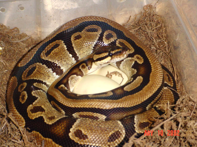 Ball Python with eggs2