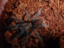 B. angustum