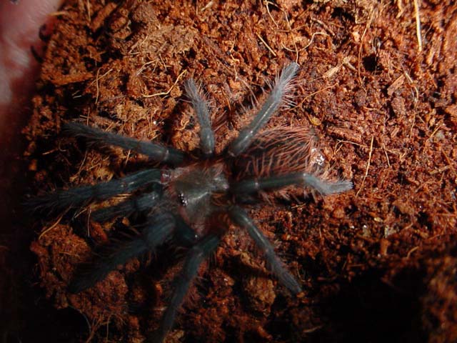 B. angustum