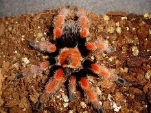 B. boehmei adult female, freshly molted and looking for love
