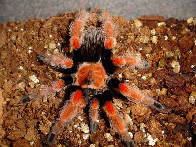 B. boehmei adult female, freshly molted and looking for love