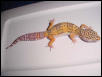 bell female