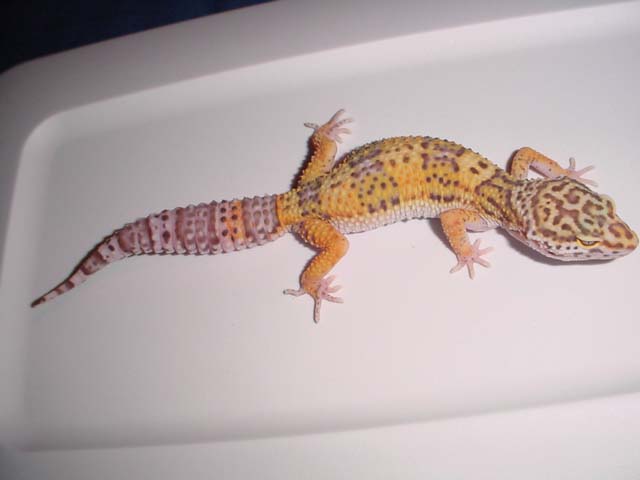 bell female