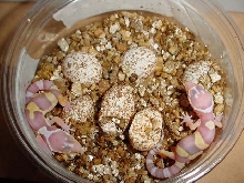 Bell Albino hatchlings