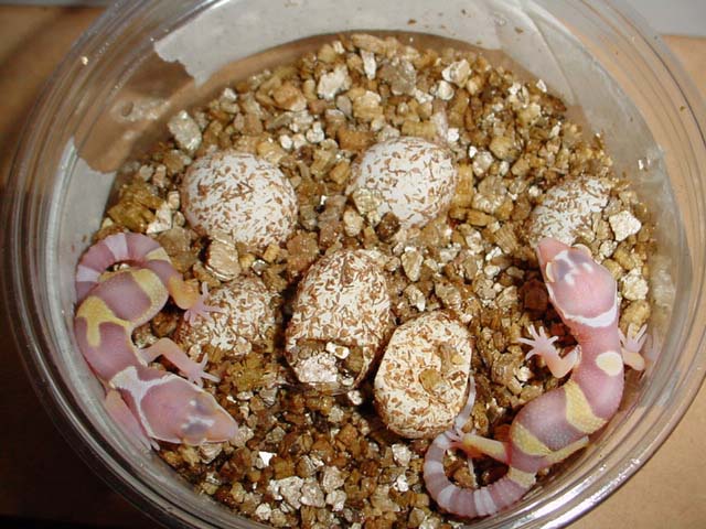 Bell Albino hatchlings