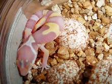 bell hatchling