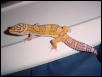 bell male
