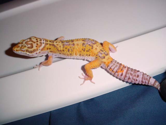 bell male