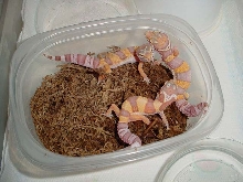 Bell Albino Juvies