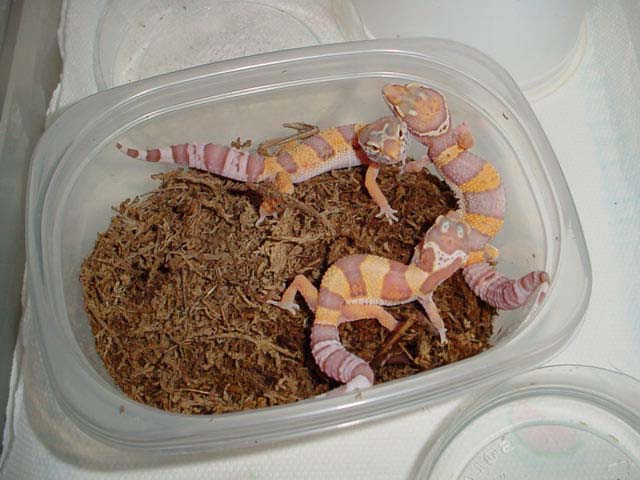 Bell Albino Juvies