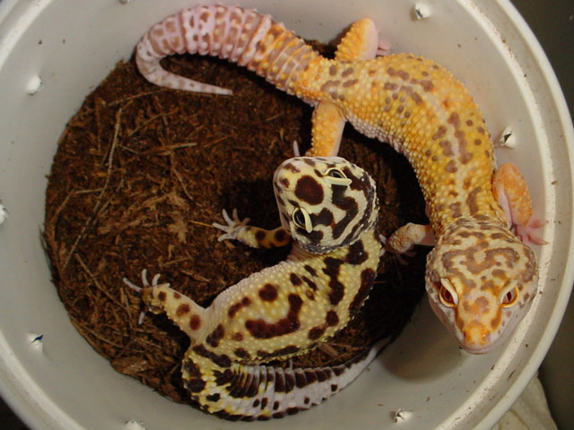 Bell Albino X Jungle