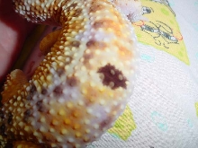 closeup of spot