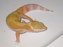 Bell Hybino Female #1