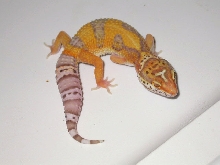 Bell Albino