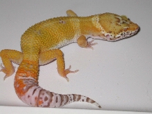 Bell Hybino Male