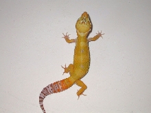 Another view of male hybino