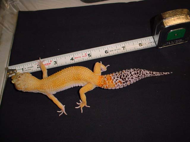 6 months old