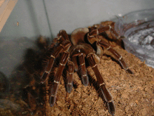 T. blondi male