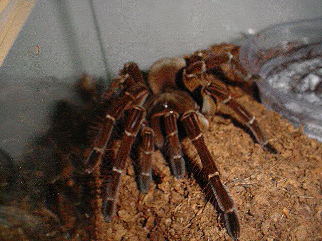 T. blondi male