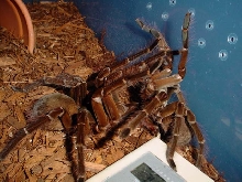 mating T. blondi