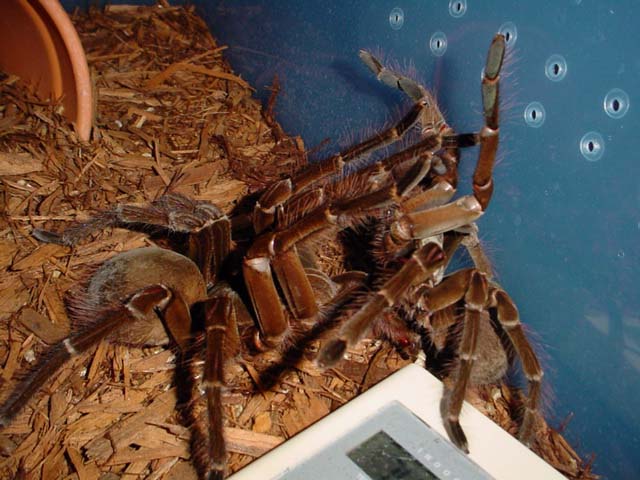 mating T. blondi