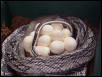 Blue Beauty Snake Laying Eggs, Pic #5