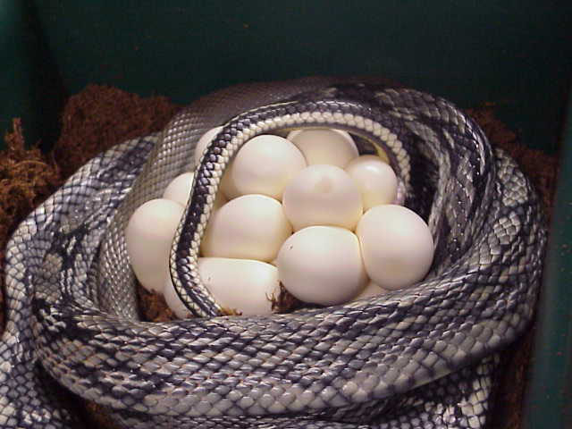 Blue Beauty Snake Laying Eggs, Pic #5