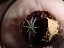 B. boehmei just molted
