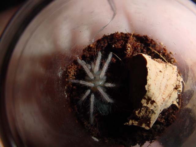 B. boehmei just molted