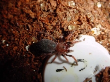 B. boehmei