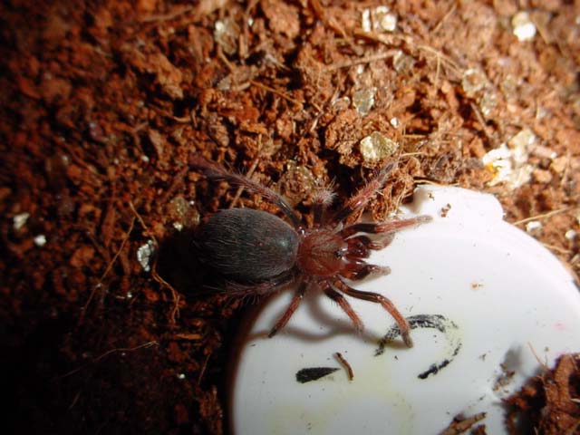B. boehmei