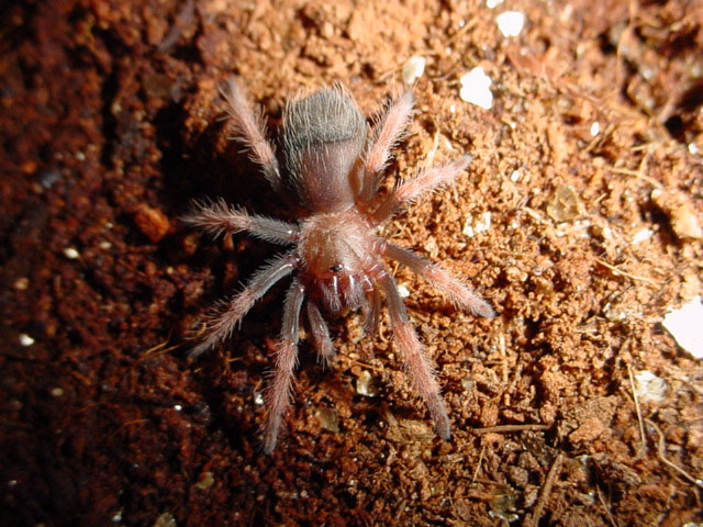 B. boehmei sling