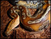 marble borneo
