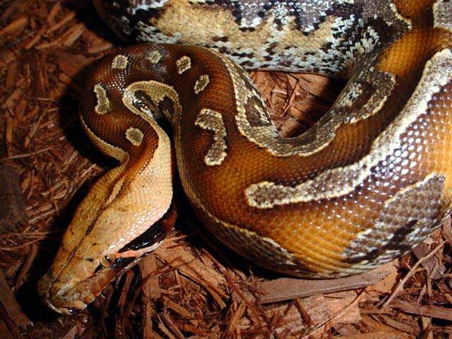 marble borneo