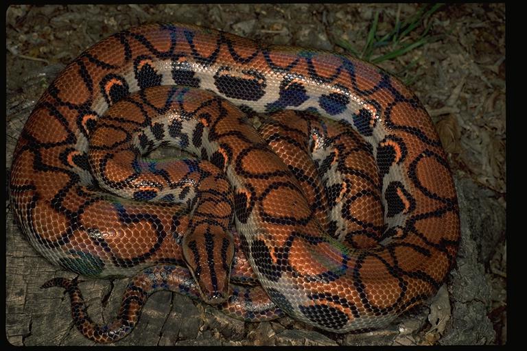 brazilian rainbow boa