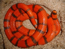 breeder male hypo