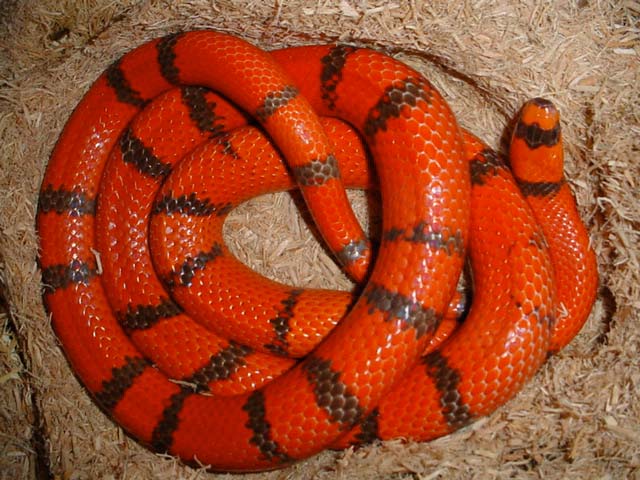 breeder male hypo