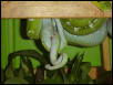 Chondropythons Breeding