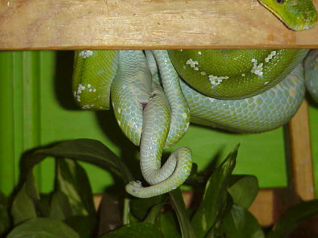 Chondropythons Breeding