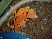 R. ciliatus breeding