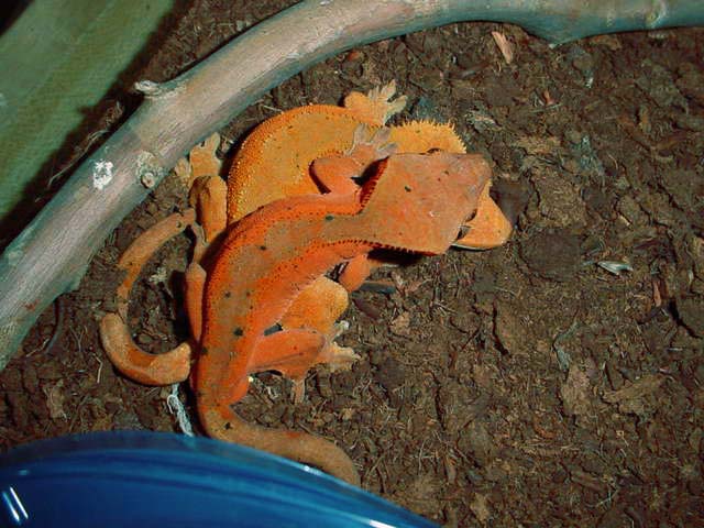 R. ciliatus breeding