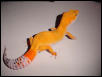 carrot tail2